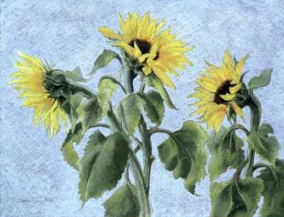 Tournesols, 1996 - Cristiana Angelini